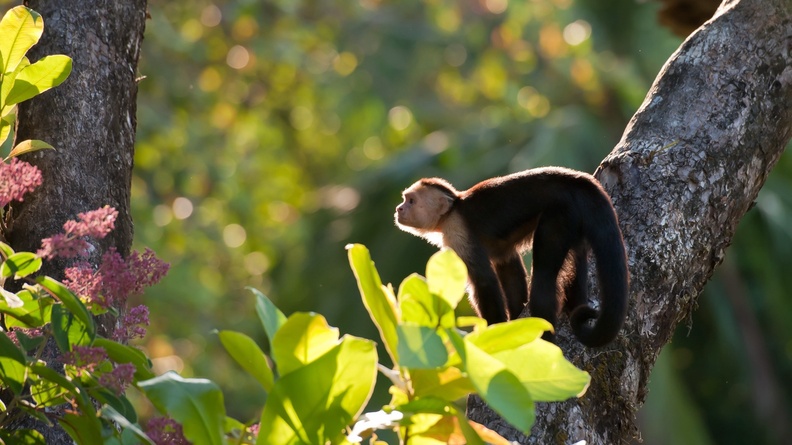 Bald capuchins-Animal World Wallpaper Wallpaper 1920x1200[10wallpaper.com]
